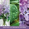 lilac-blossoms-swieca-mini.webp